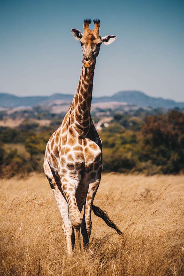 Une girafe dans la savane